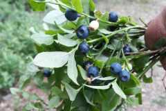 WhatsApp-Image-2025-07-09-at-18.04.55