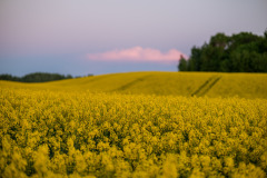 20250521-DSC_7206-Anzhela-Spiridonova