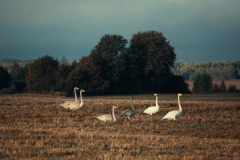 DSC_2719-Anzhela-Spiridonova