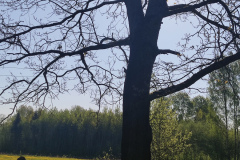 IMG_20230513_081741-Ilga-Rudovica