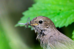 Luscinia-luscinia-Janis-Daugulis