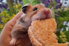 inbound4266340321485670943-Tatiana-Vjatkina