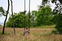 inbound7369574101632559440-Daiga