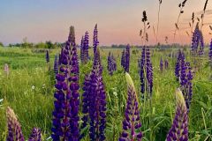 konkursam-Signija-Voite