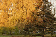 DSC_9241-rudens