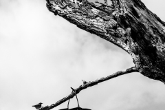 Klusa-daba.Cirpstene